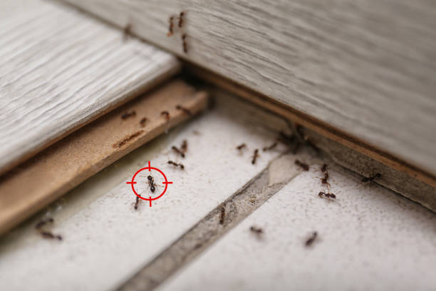 Best Cockroach Control Services  in Fairland, OK