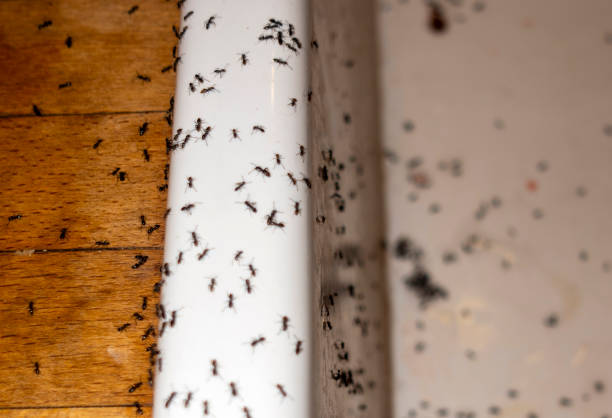 Best Affordable Pest Control Services  in Fairland, OK